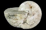 Fossil Nautilus - Madagascar #108234-1